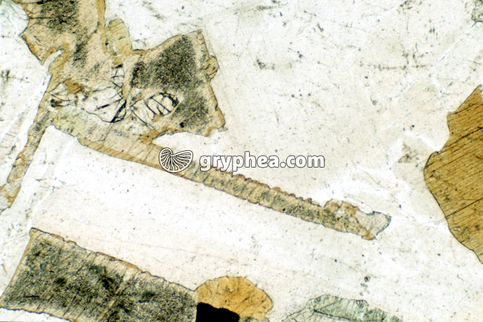 Feldspath plagioclase LPNA x10 - gryphea.org